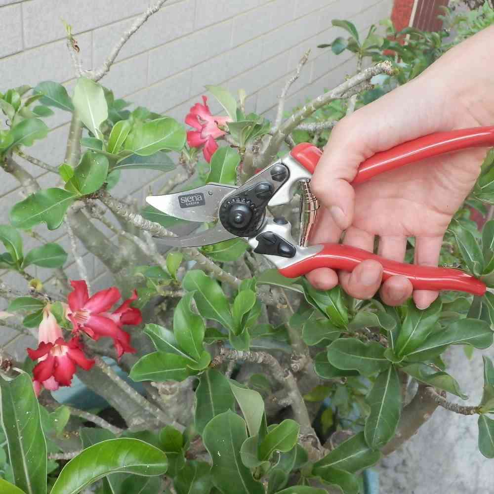 Siena Garden kleine Rosenschere Gartenschere Bypass Schere