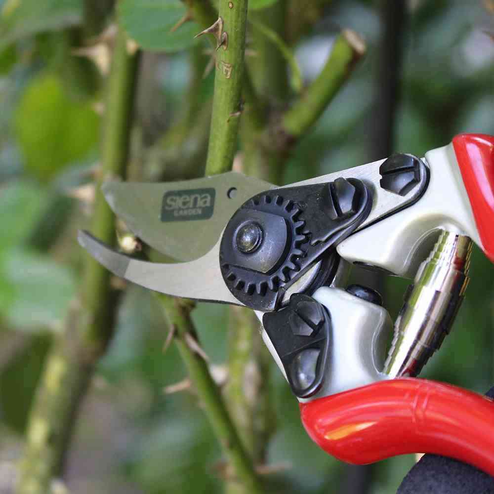 Siena Garden kleine Rosenschere Gartenschere Bypass Schere