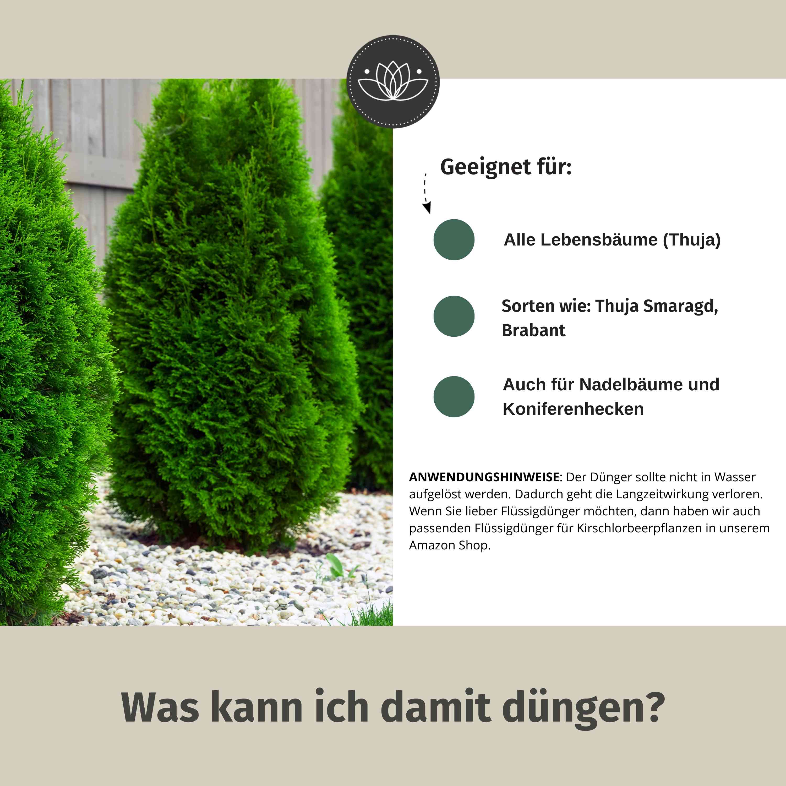 Thuja Dünger